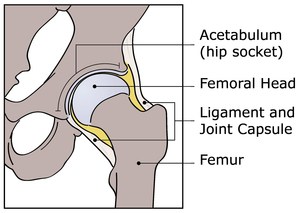 Hip-Anatomy-IHDI