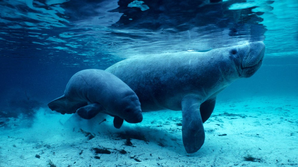 crystal river manatee swim with the manatees