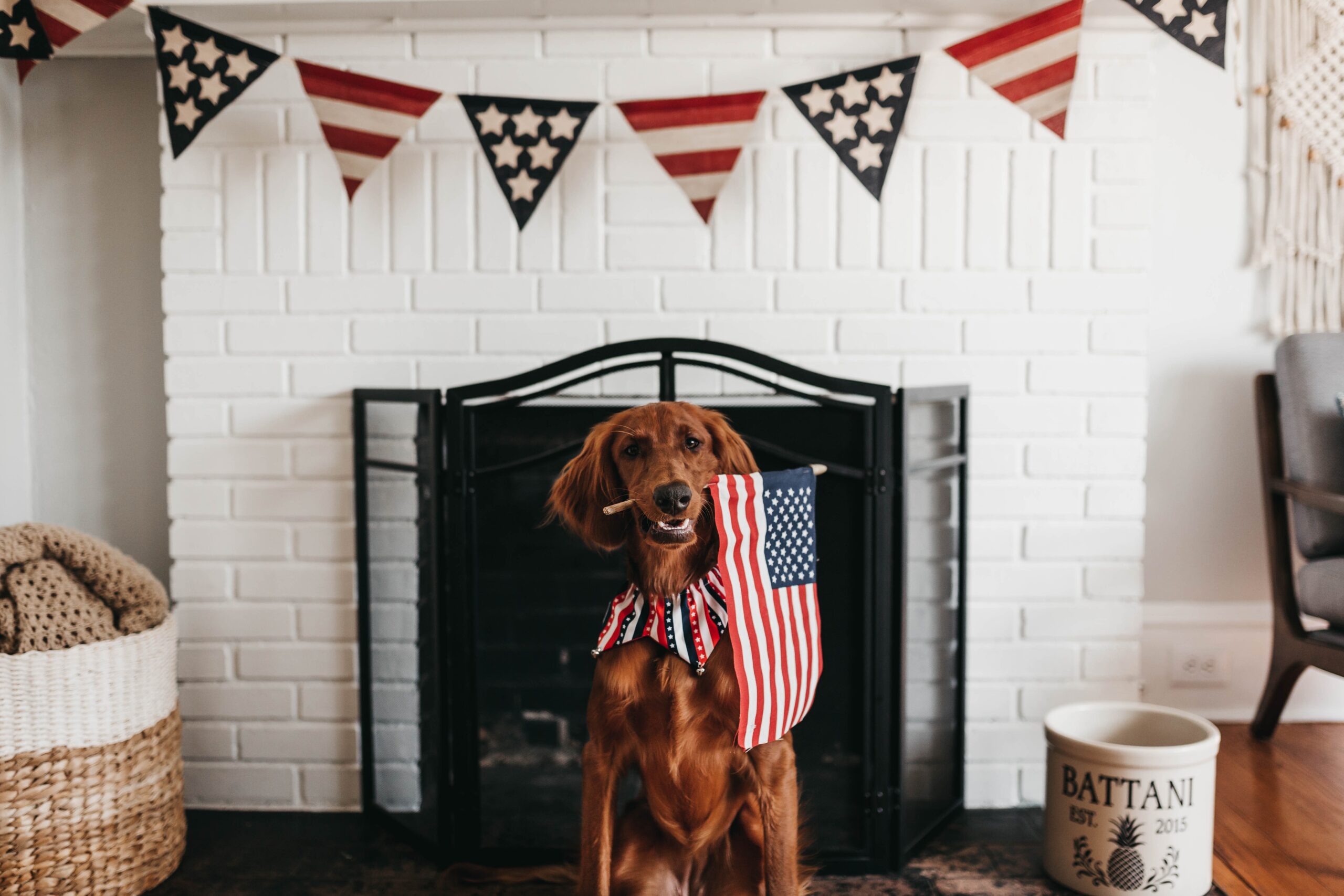 4th of july dogs