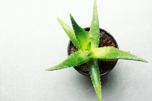 care for indoor house plants