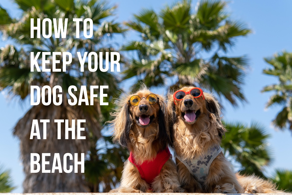 keep dog safe at the beach feature